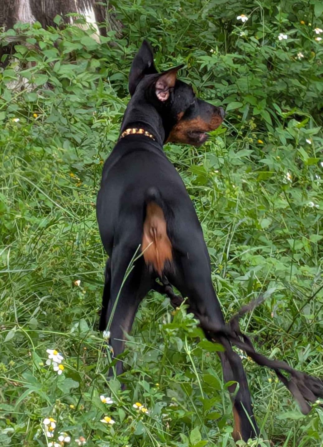 Male European Dobermann Puppies breeder image 27