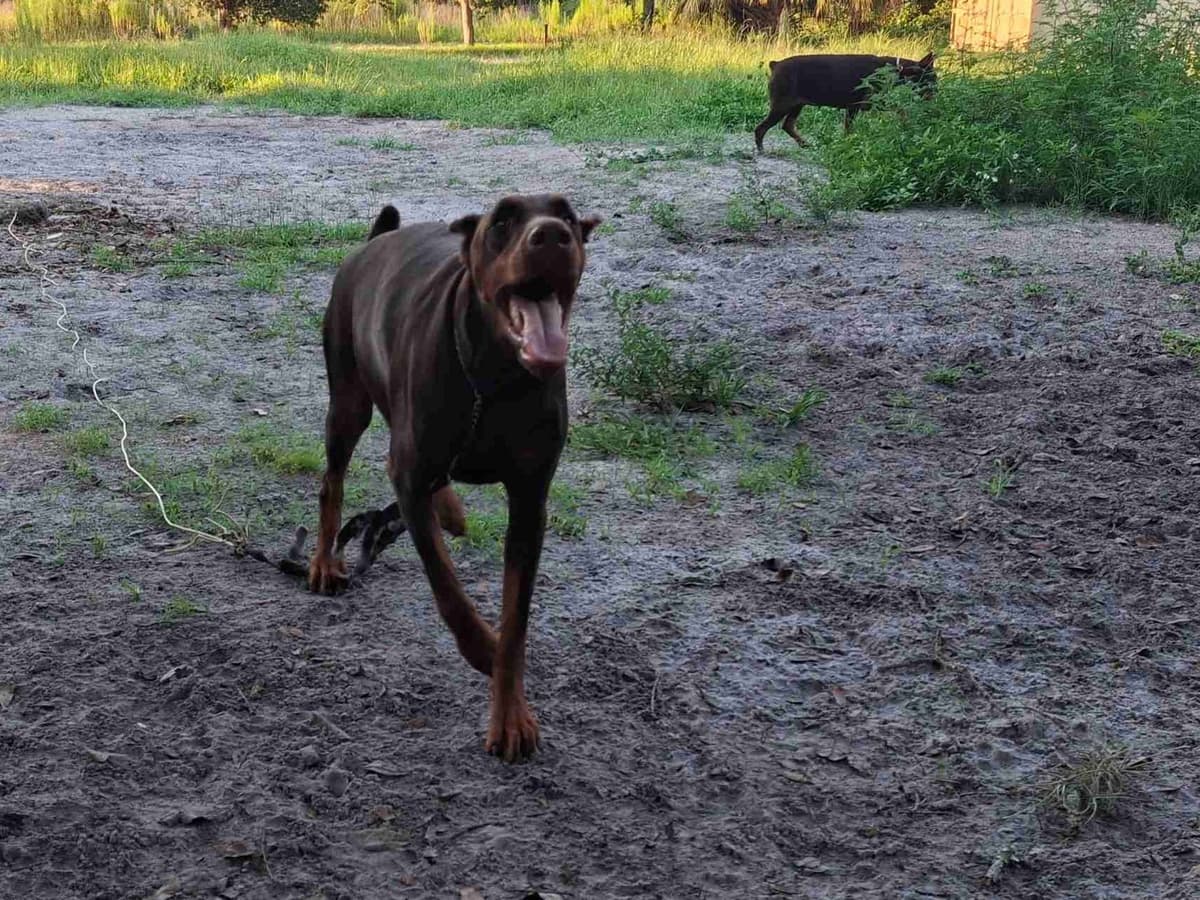 Male European Dobermann Puppies breeder image 28