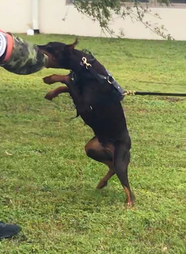 Male European Dobermann Puppies media 13