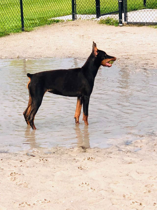 Male European Dobermann Puppies media 14