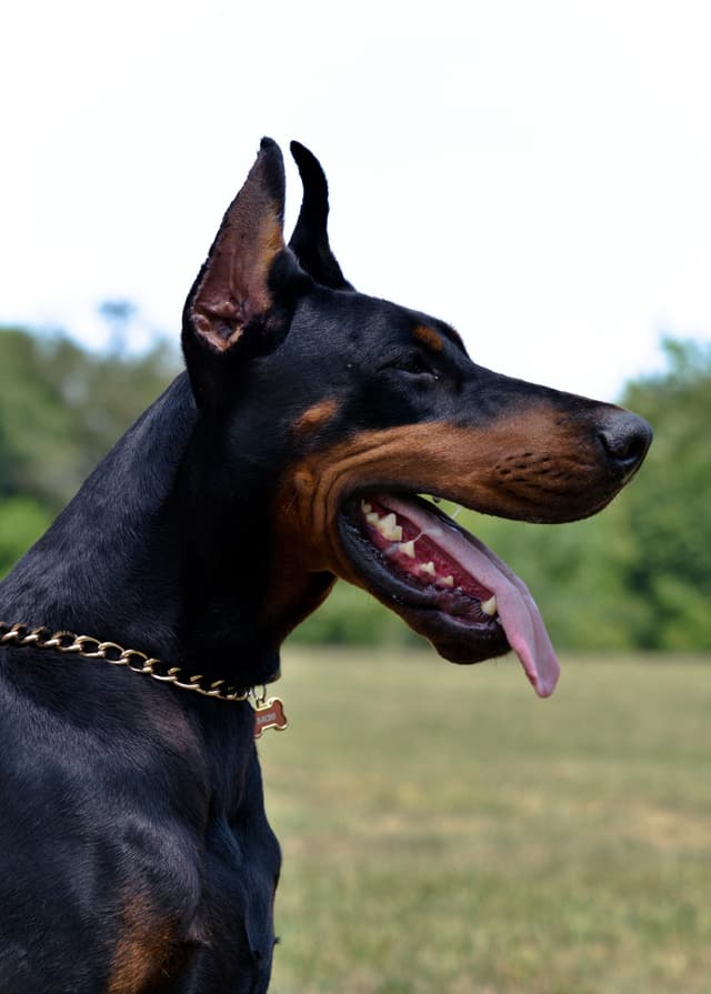 Male European Dobermann Puppies media 19