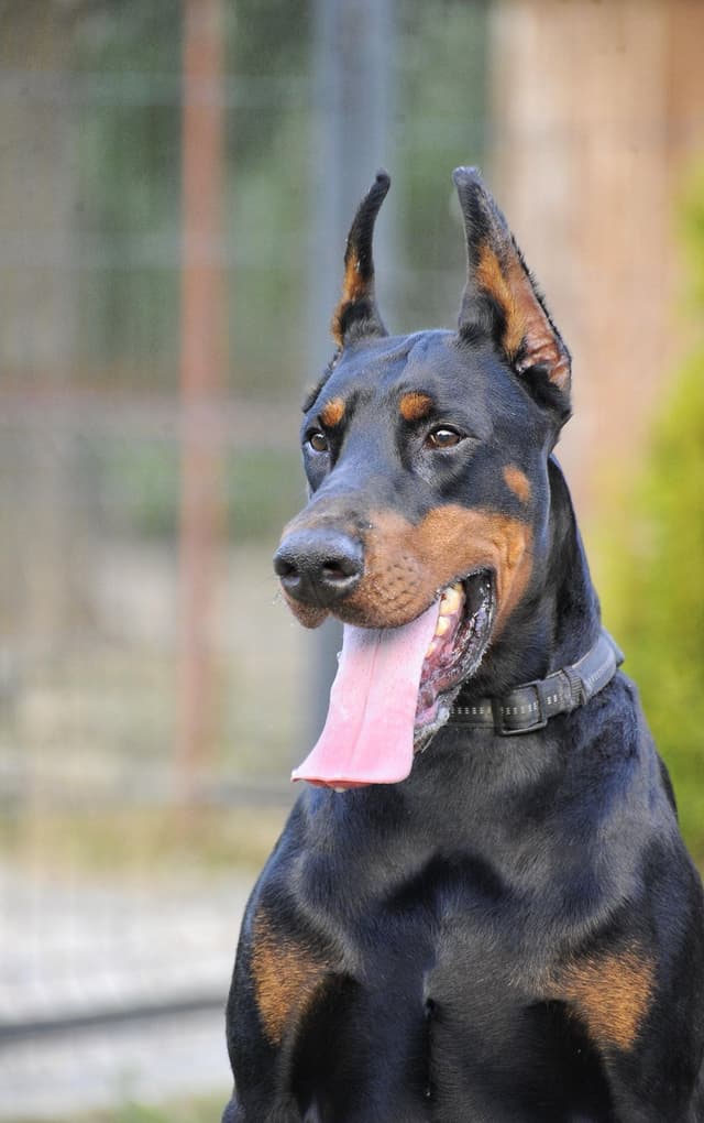 Male European Dobermann Puppies media 21