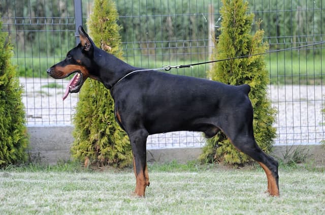 Male European Dobermann Puppies media 20