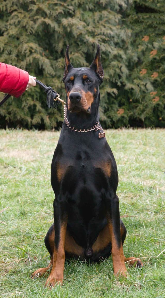 Male European Dobermann Puppies media 17