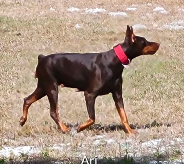 Male European Dobermann Puppies media 15