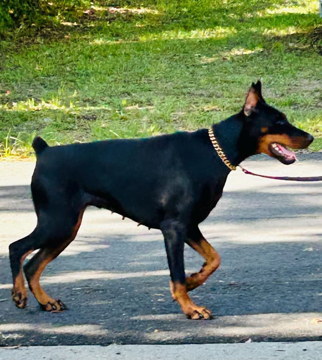 Female European Dobermann media 2