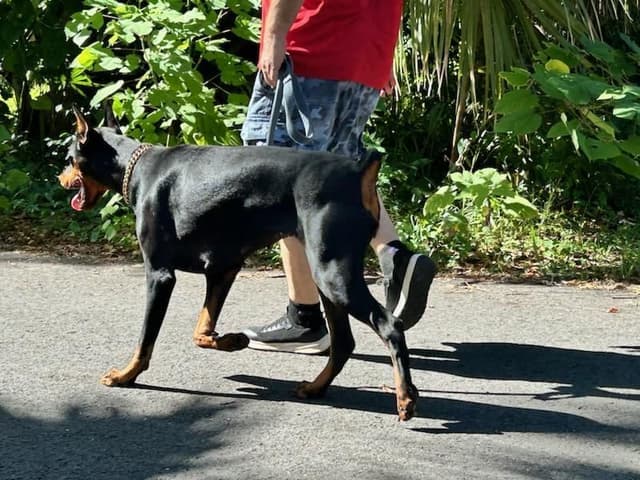 Female European Dobermann media 4