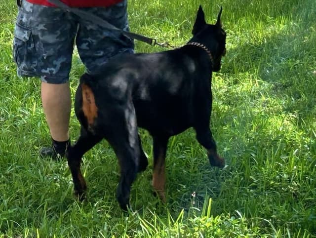 Female European Dobermann media 7
