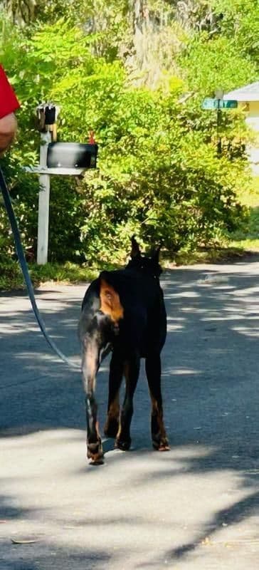 Female European Dobermann media 8