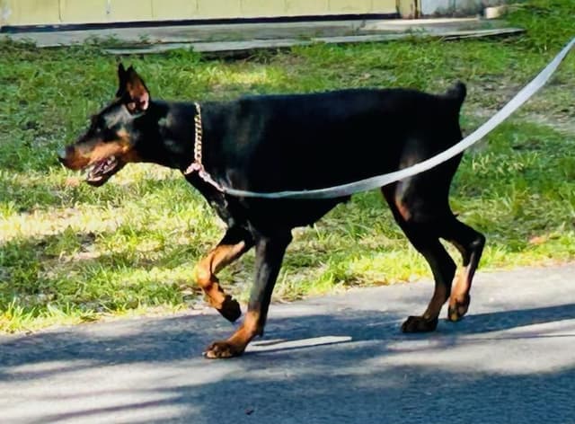 Female European Dobermann media 3