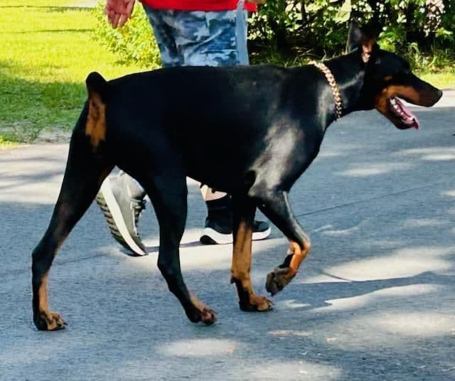 Female European Dobermann media 5