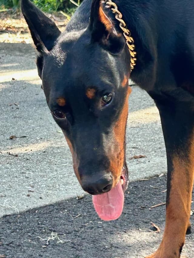 Female European Dobermann media 16