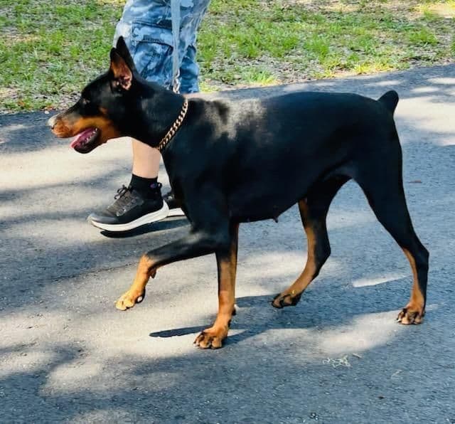 Female European Dobermann media 6