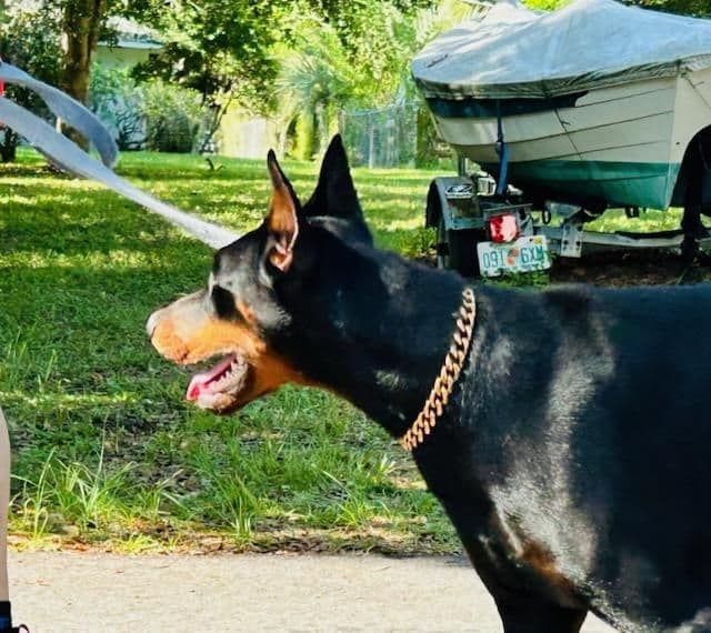 Female European Dobermann media 9