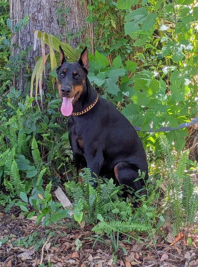 Female European Dobermann media 11