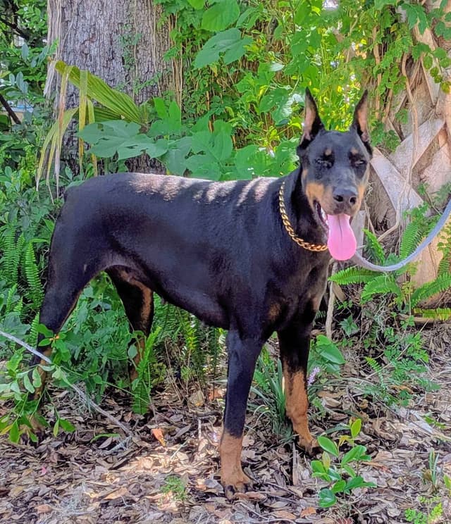 Female European Dobermann media 12