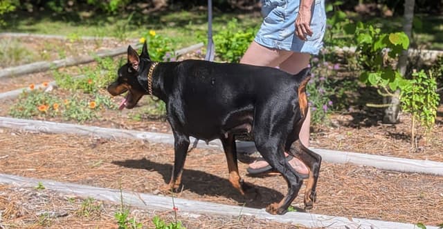 Female European Dobermann media 10