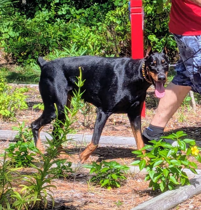 Female European Dobermann media 13