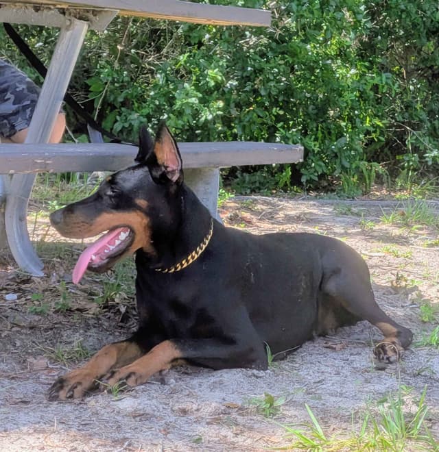 Female European Dobermann media 15