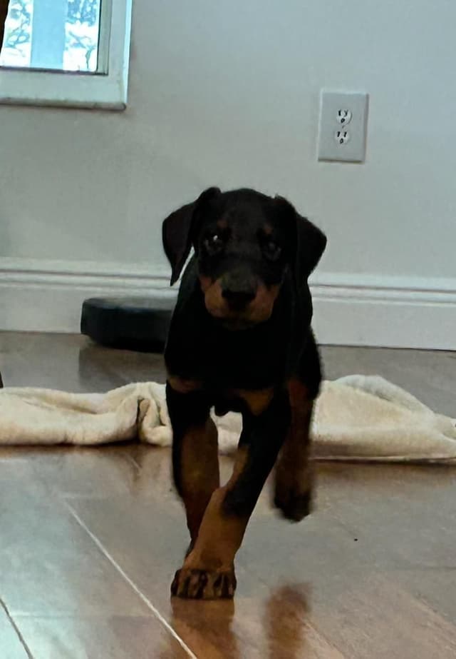Male European Dobermann Puppies media 6