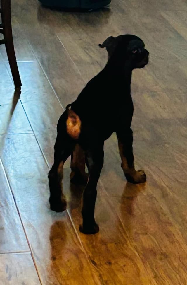 Male European Dobermann Puppies media 5