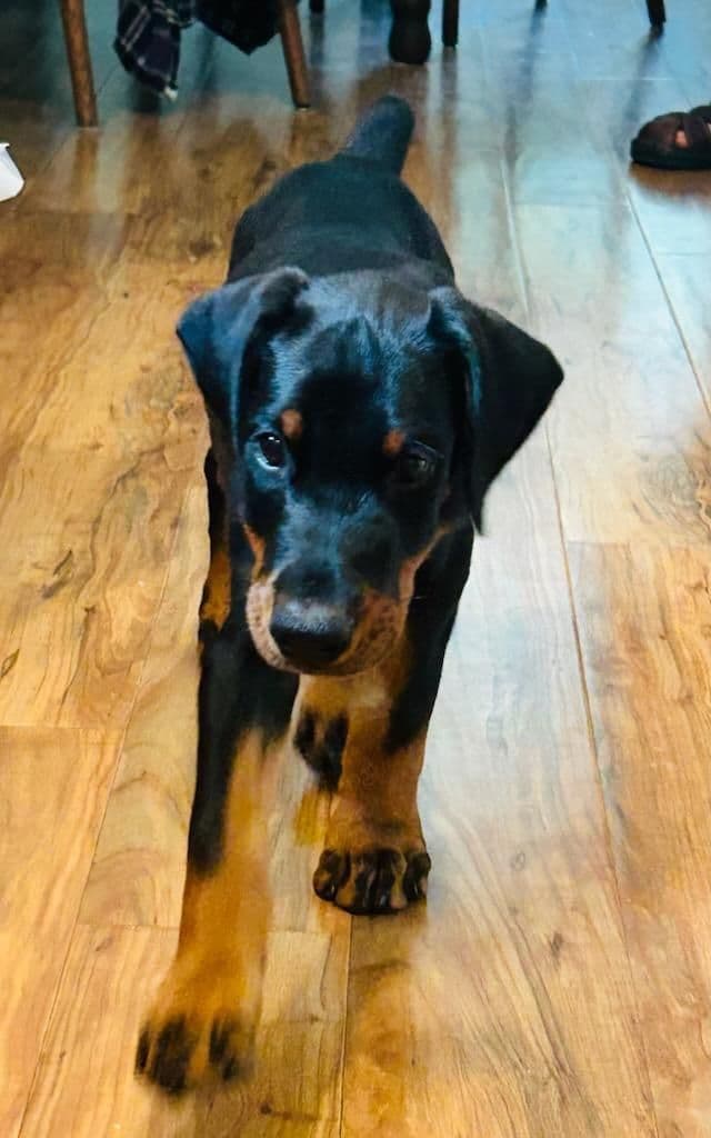 Male European Dobermann Puppies media 3