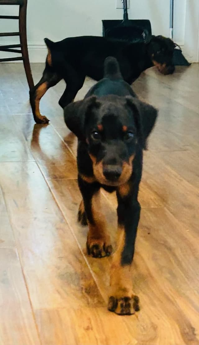 Male European Dobermann Puppies media 2