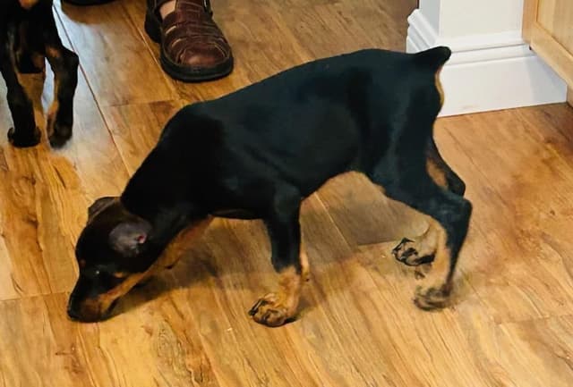 Male European Dobermann Puppies media 4