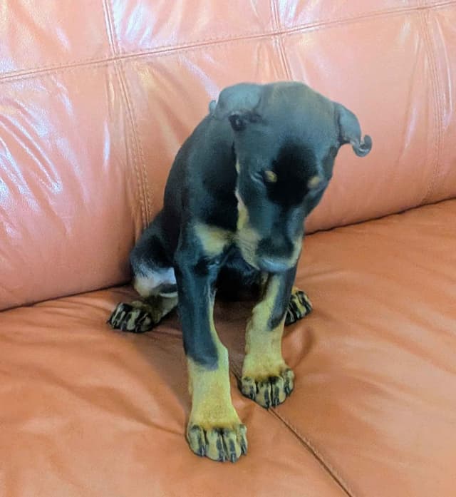 Male European Dobermann Puppies media 7