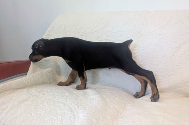 Male European Dobermann Puppies media 8