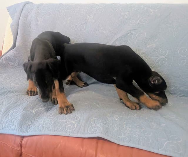 Male European Dobermann Puppies media 9