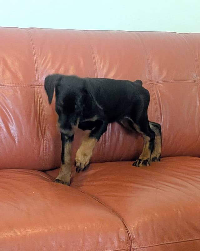 Male European Dobermann Puppies media 10
