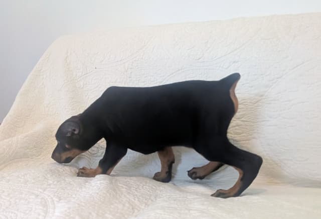 Male European Dobermann Puppies media 12
