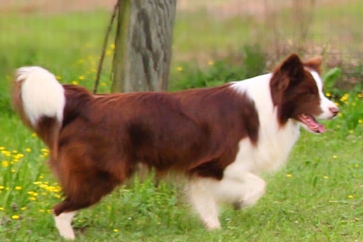Border Collie Puppies breeder image 1