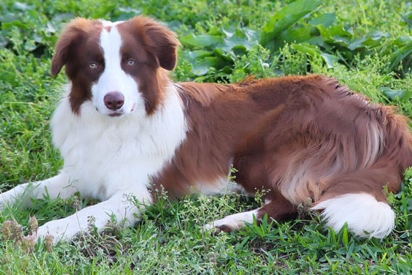 Border Collie Puppies breeder image 32