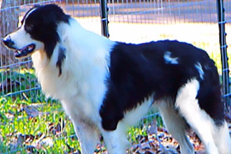 Border Collie Puppies breeder image 31