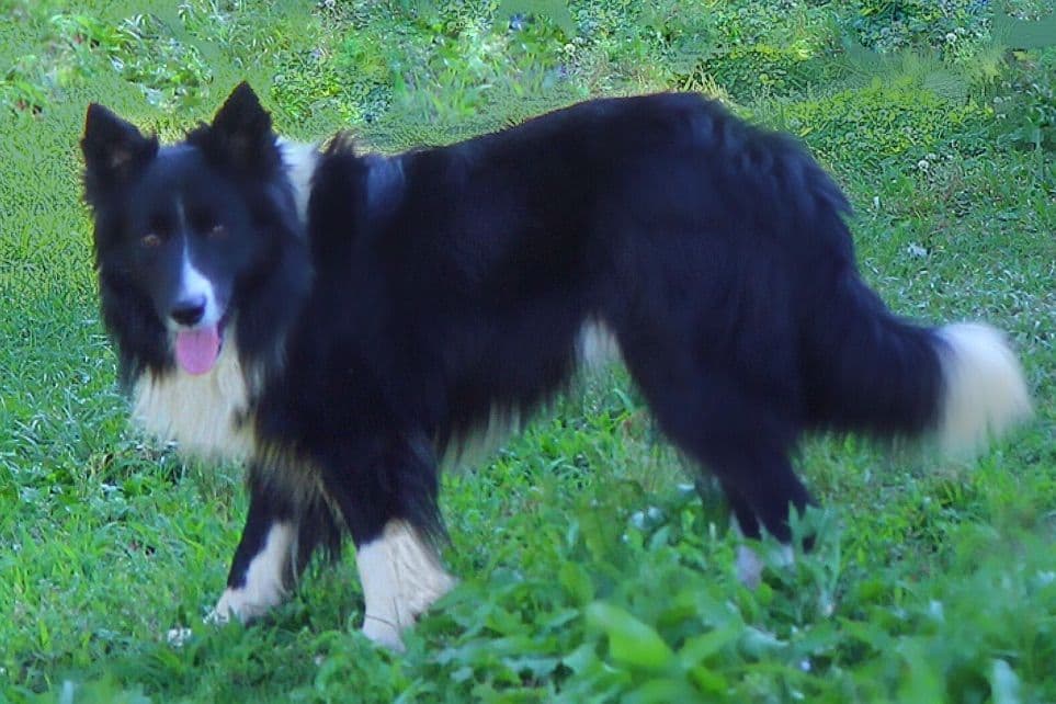 Border Collie Puppies breeder image 30