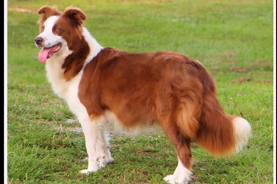 Border Collie Puppies breeder image 29