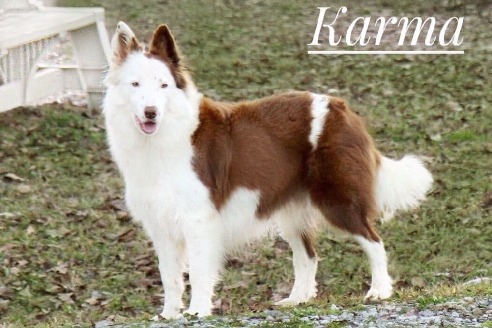 Border Collie Puppies breeder image 28