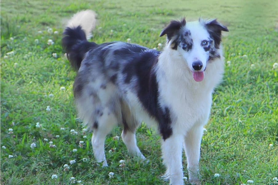 Border Collie Puppies breeder image 26