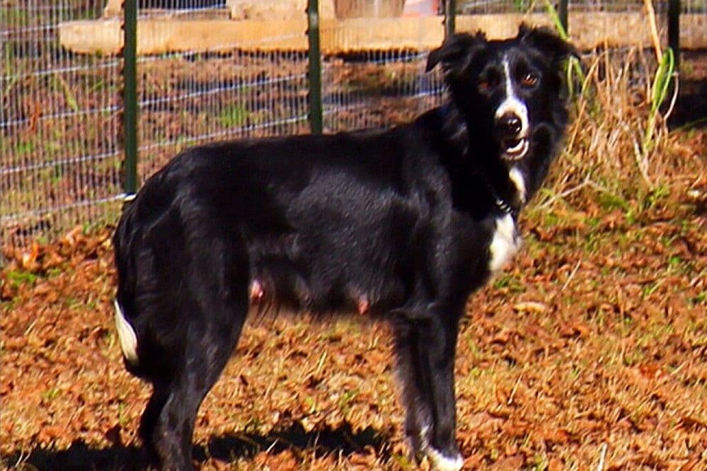 Border Collie Puppies breeder image 25