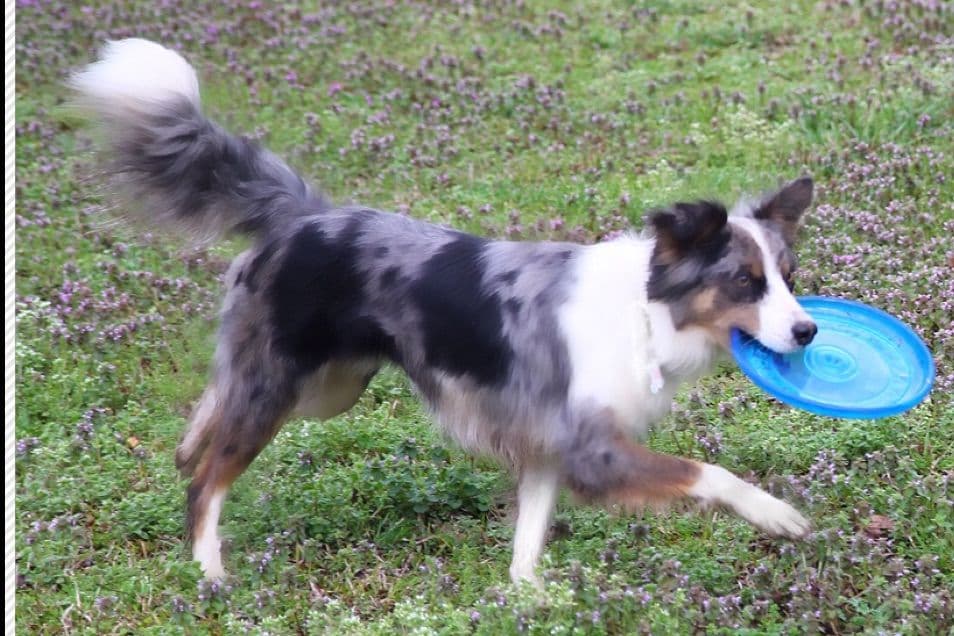 Border Collie Puppies breeder image 24