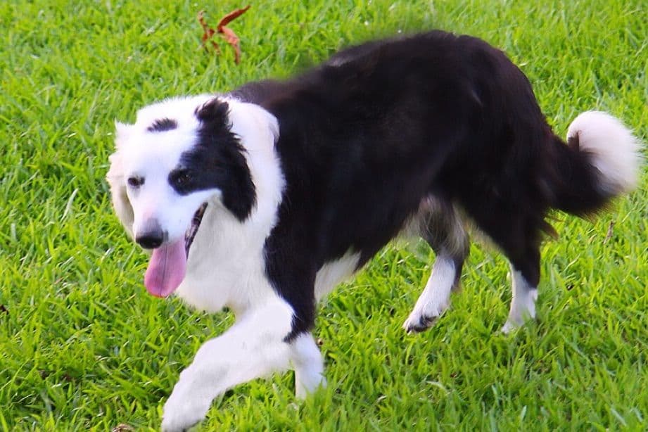 Border Collie Puppies breeder image 22