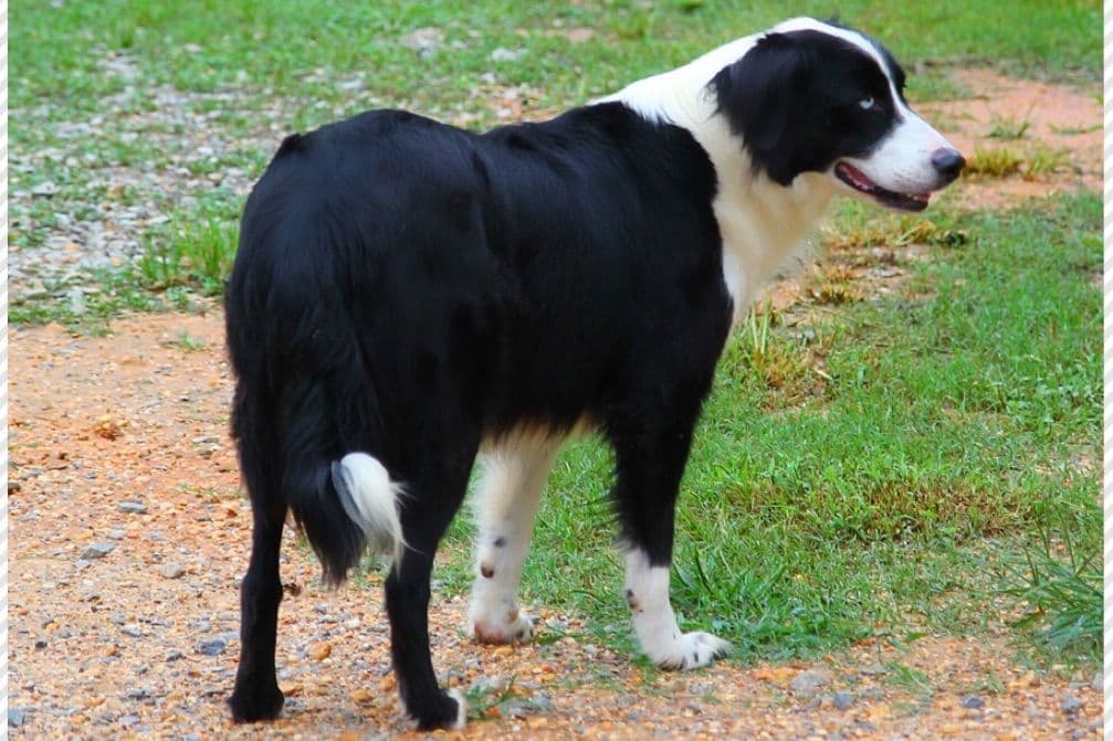 Border Collie Puppies breeder image 21