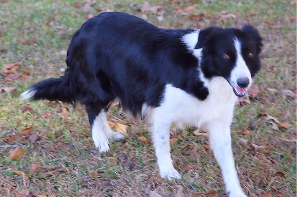 Border Collie Puppies breeder image 20