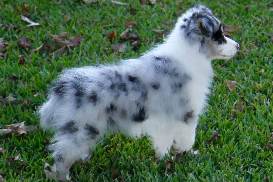Border Collie Puppies breeder image 19