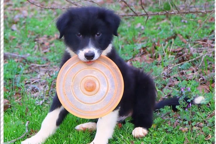 Border Collie Puppies breeder image 18