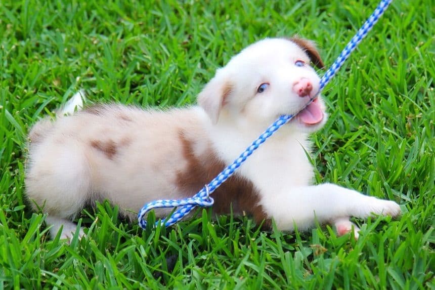 Border Collie Puppies breeder image 17