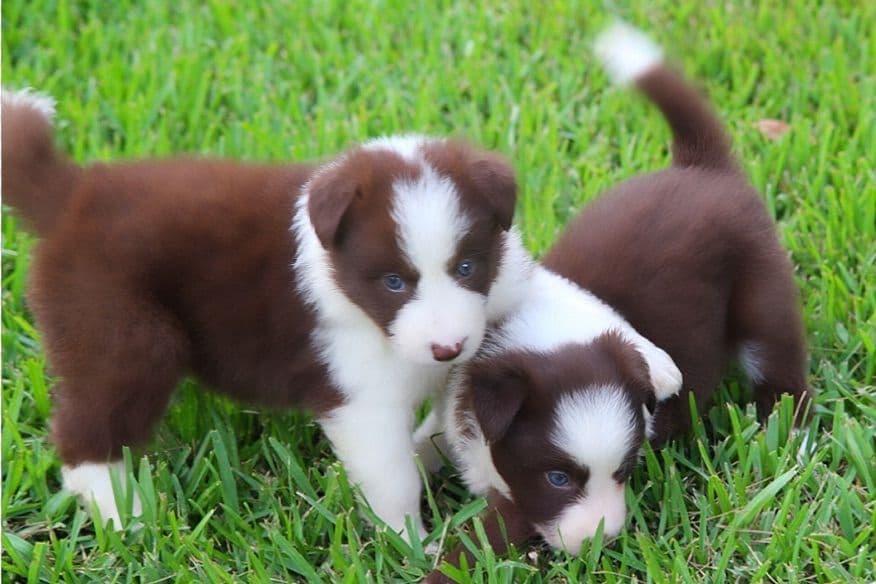 Border Collie Puppies breeder image 16