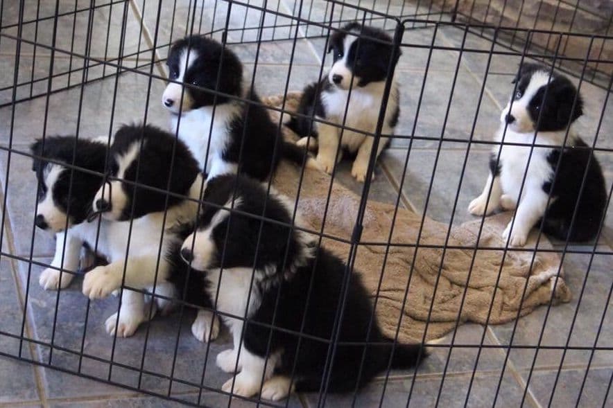 Border Collie Puppies breeder image 15